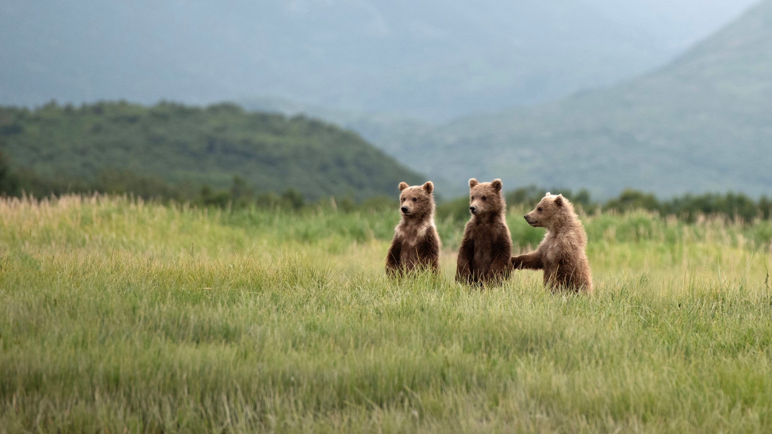 Three young brown bears stand on their hind legs in tall green grass