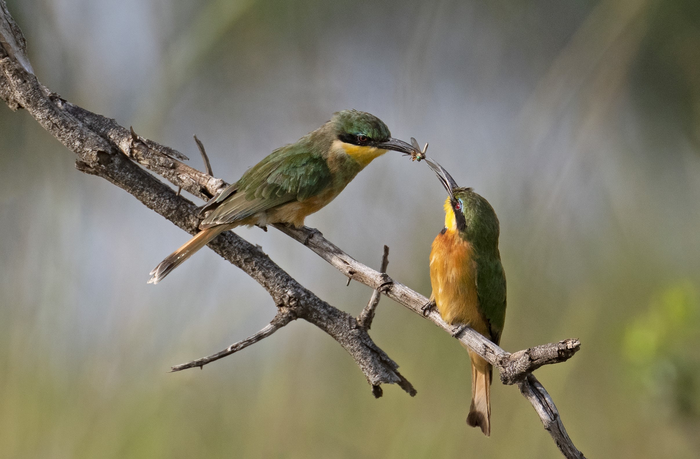 One green and yellow bird feeds another a bug