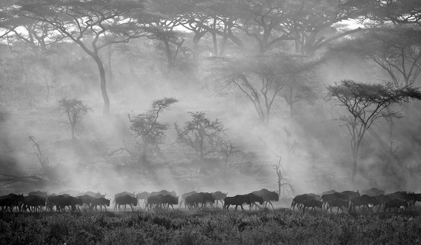 Black and white picture of wildebeests