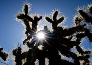 A silhouette of cholla cactus against a blue sky with a sun flare highlighting the cactus spines.