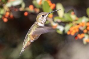 A brown and green hummingbird hovers in front of green leaves and orange berries.