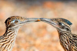 Close-up of two roadrunner heads with beaks touching and holding an orange worm.
