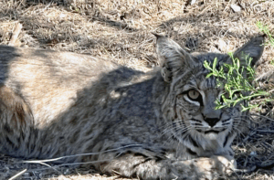 A bobcat crouching in the desert brush looks at the camera.