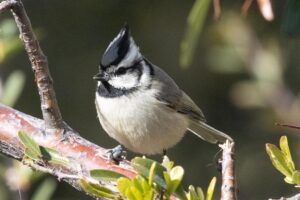A small black and white bird perches on a branch.