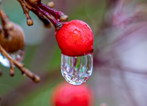Close-up of a drop of water clinging to a red berry and reflecting light. 