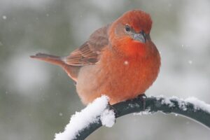A bright red bird perches on a snow-covered branch.
