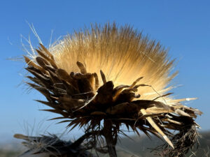 Close-up of a golden thistle against a blue sky.