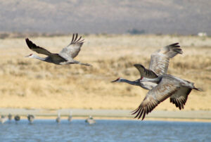 Three large brown and white birds fly above blue water and a golden field.
