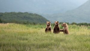 Three young brown bears stand in chest-high grass.