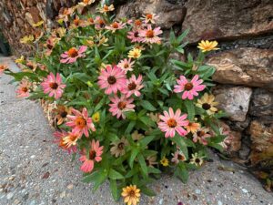 Pink and yellow flowers growing next to a rock wall.