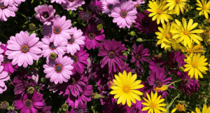 Purple and yellow flowers.